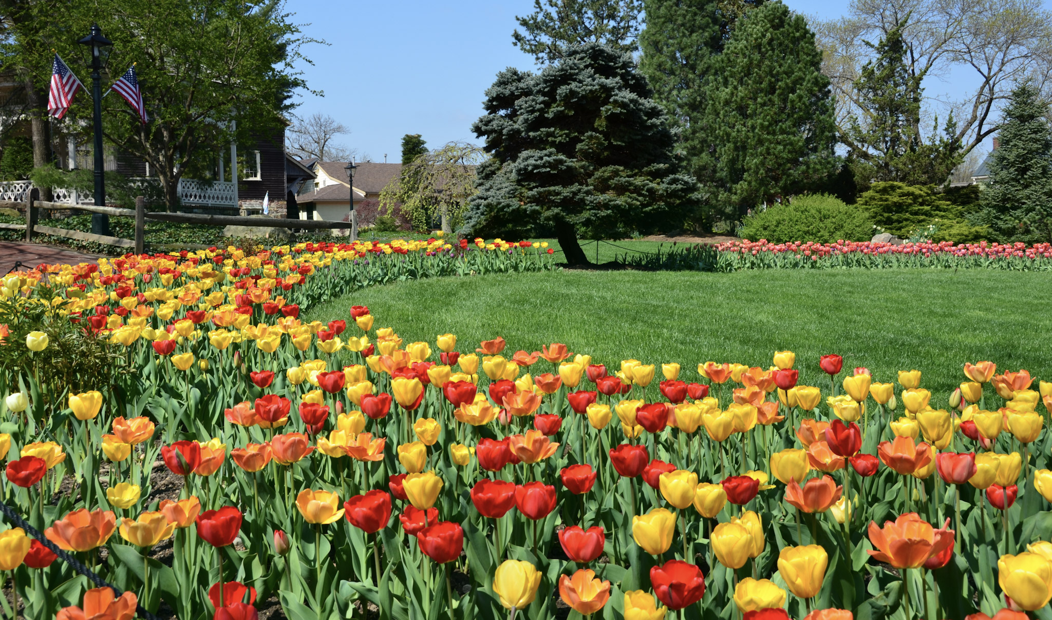Peddler’s Village Tulips (1)